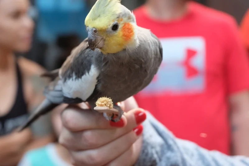 You can make a lot of friends at the bird feeding with a little bit of honey and birdseed!