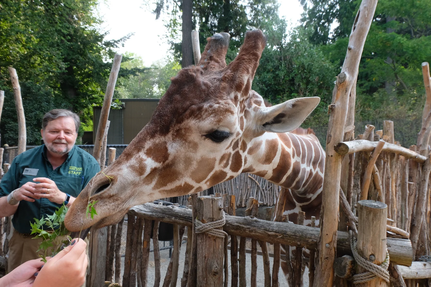 Learning about and feeding one of the male giraffe’s at Woodland Park Zoo.