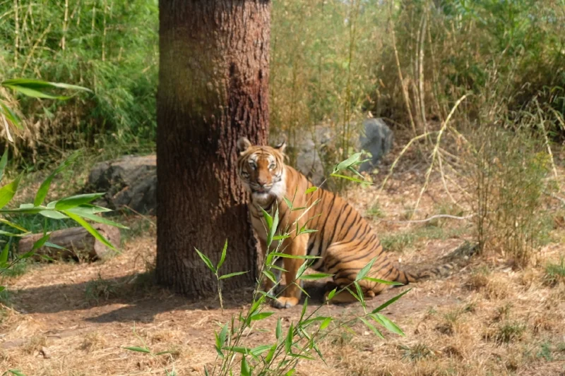 Tiger at Woodland Park Zoo