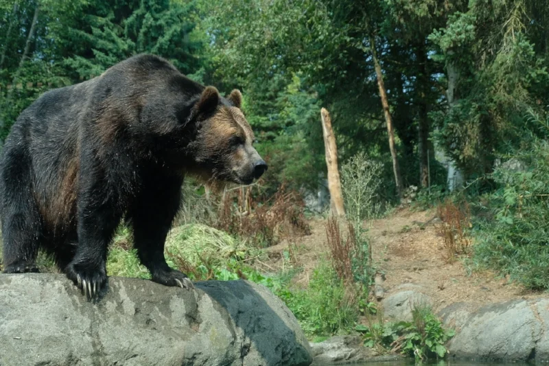 Grizzly Bear at Woodland Park Zoo