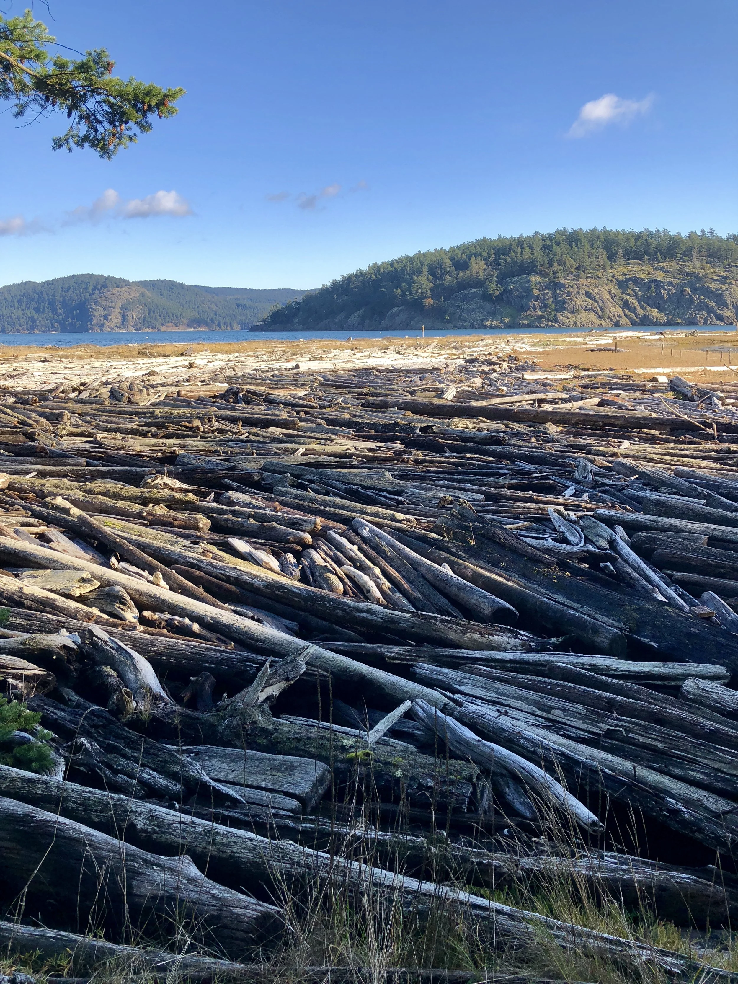 Driftwood at Spencer Spit