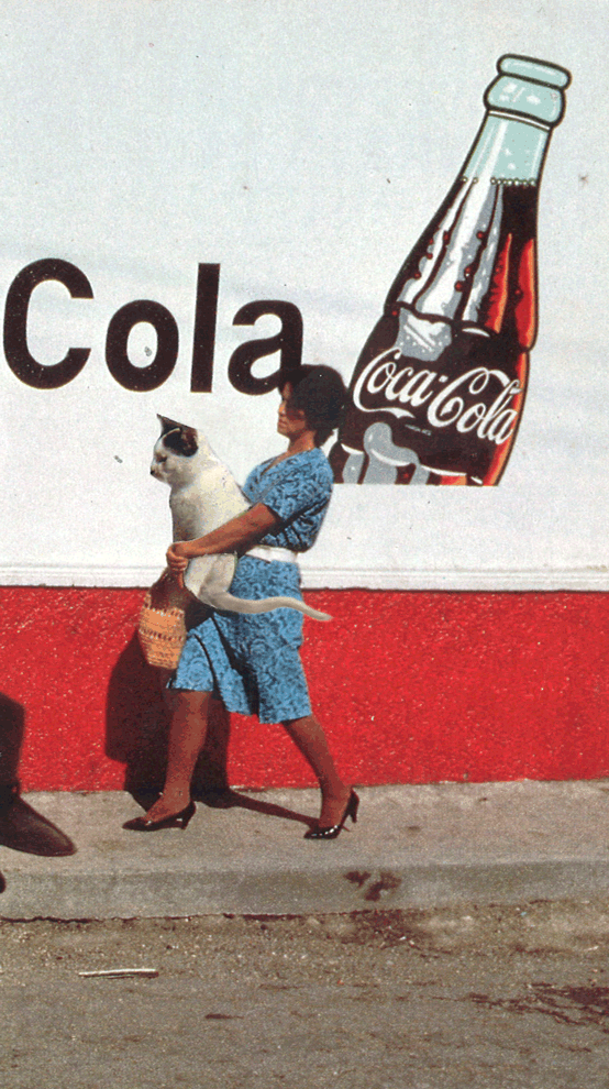 Cat-Lady-GIF.gif