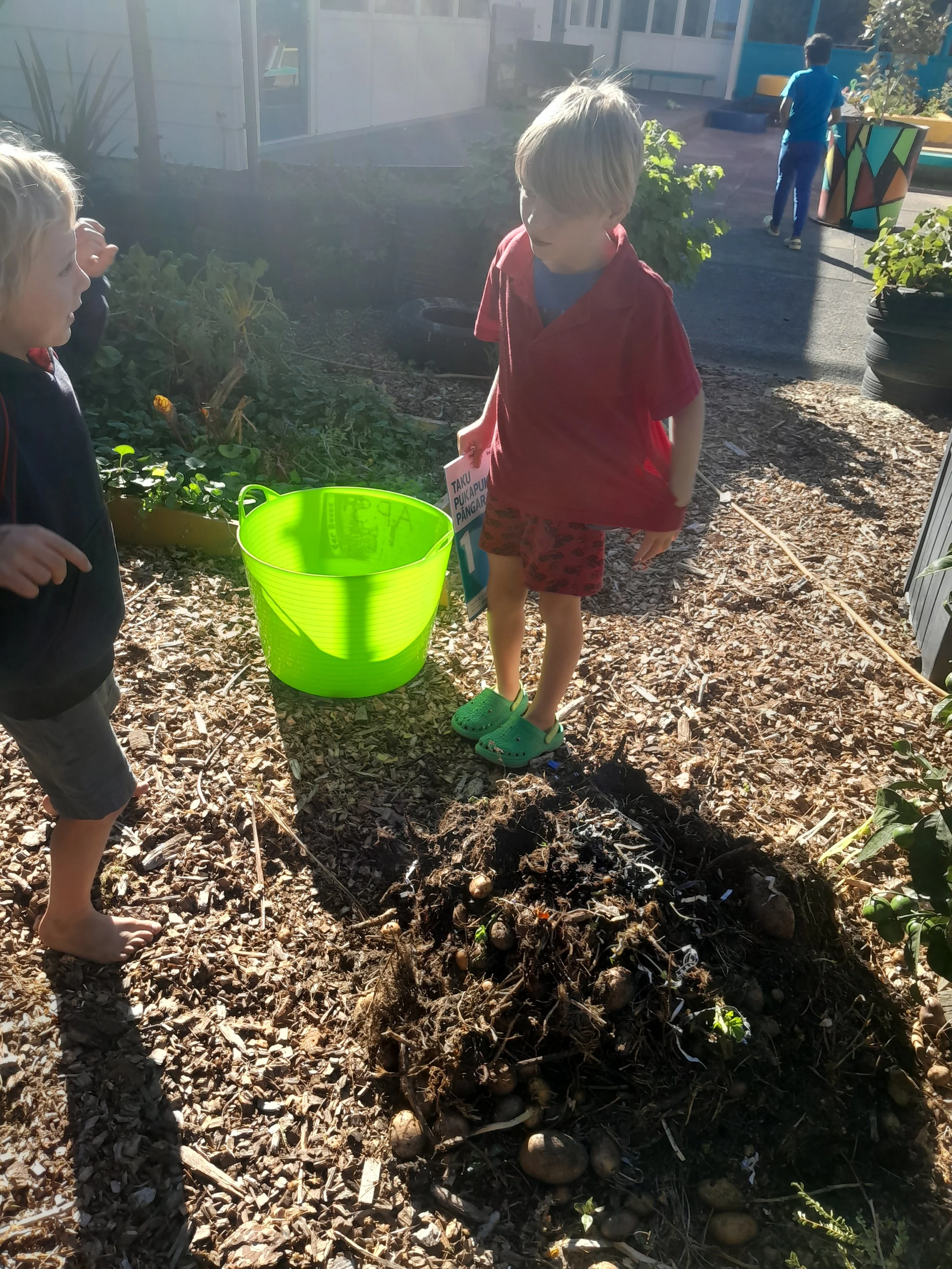 Potato Harvest