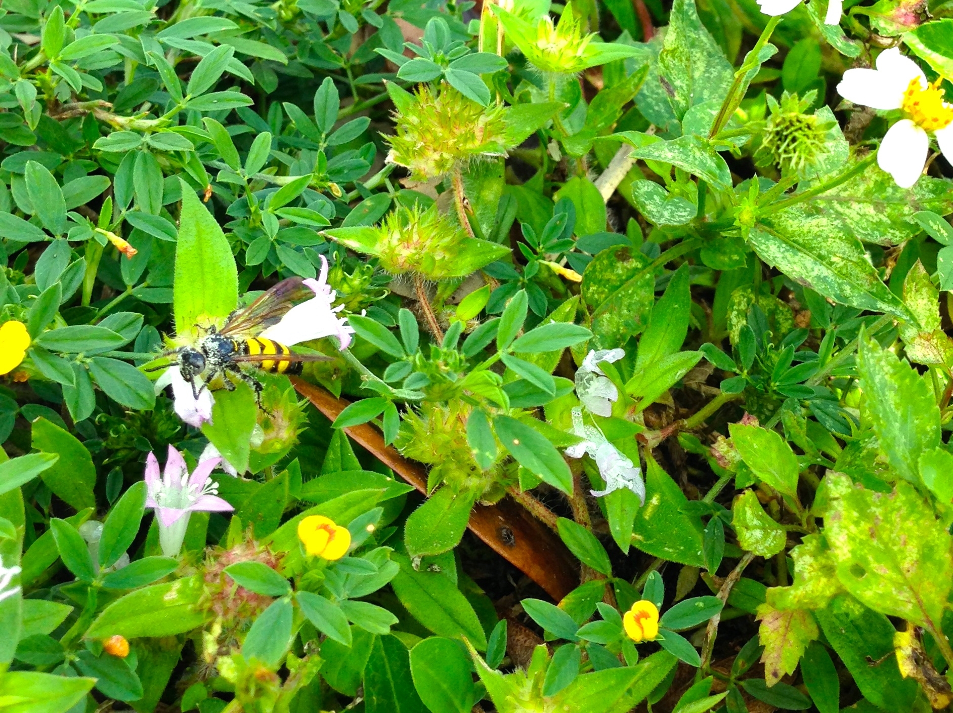 Alex's Bee
