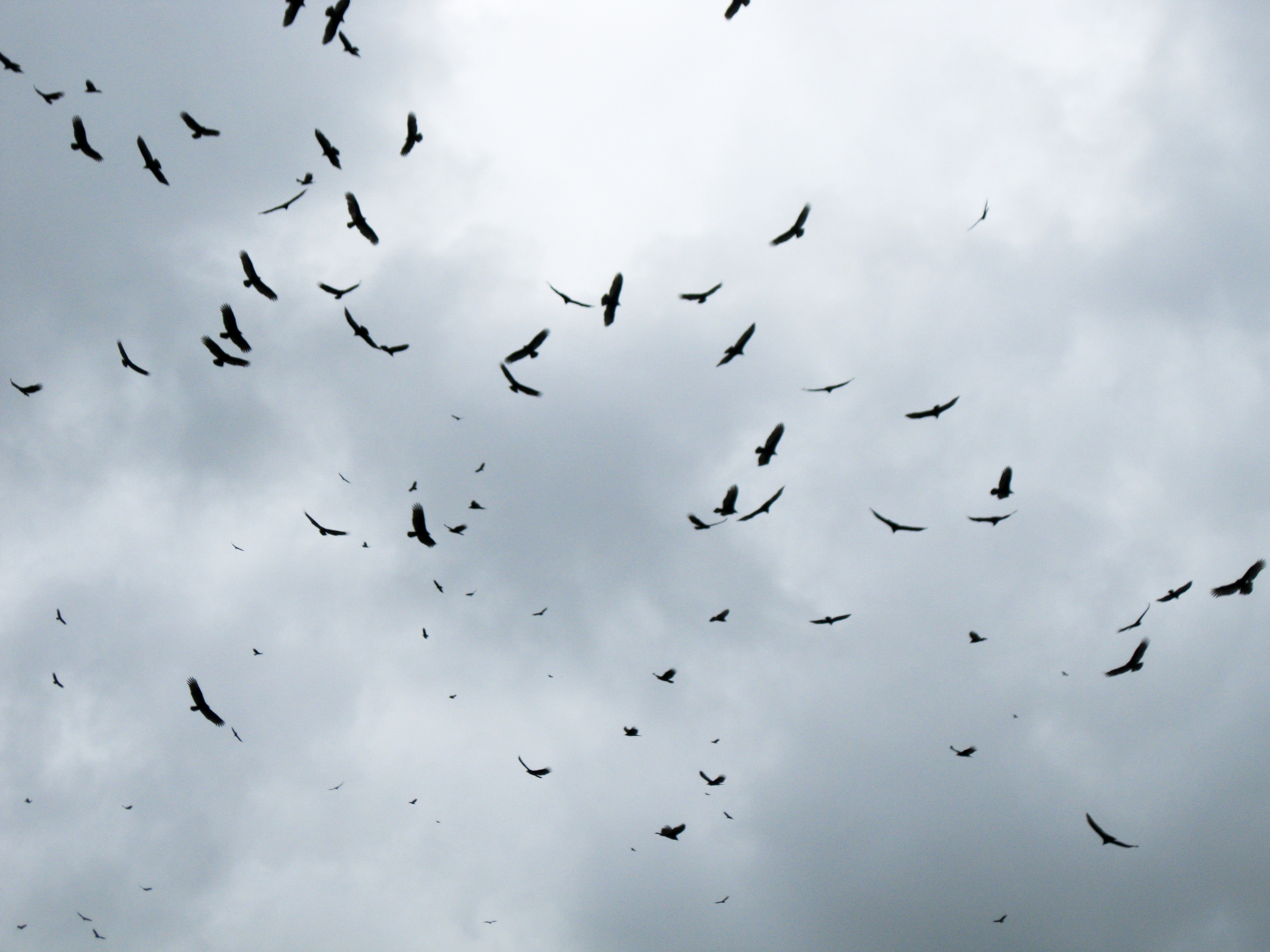 vultures (1 of 1).jpg