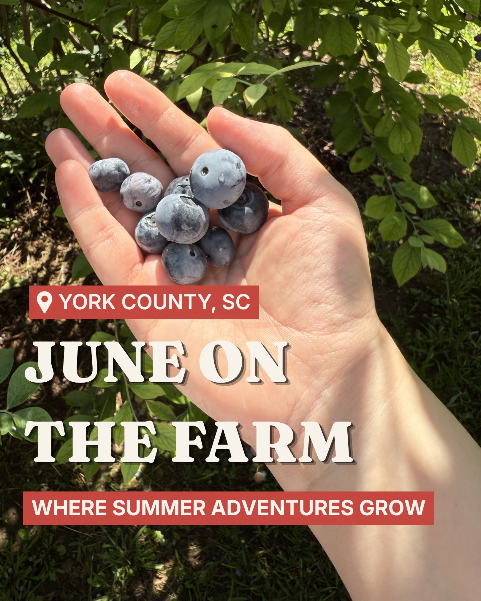 Need Summer plans?
&nbsp;
June is one of the best months to experience York County agriculture.
&nbsp;
Pick blueberries straight from the bush. Stock up on fresh peaches. Meet farm animals. Explore the York County Ag + Art Tour. Cheer on cowboys at t
