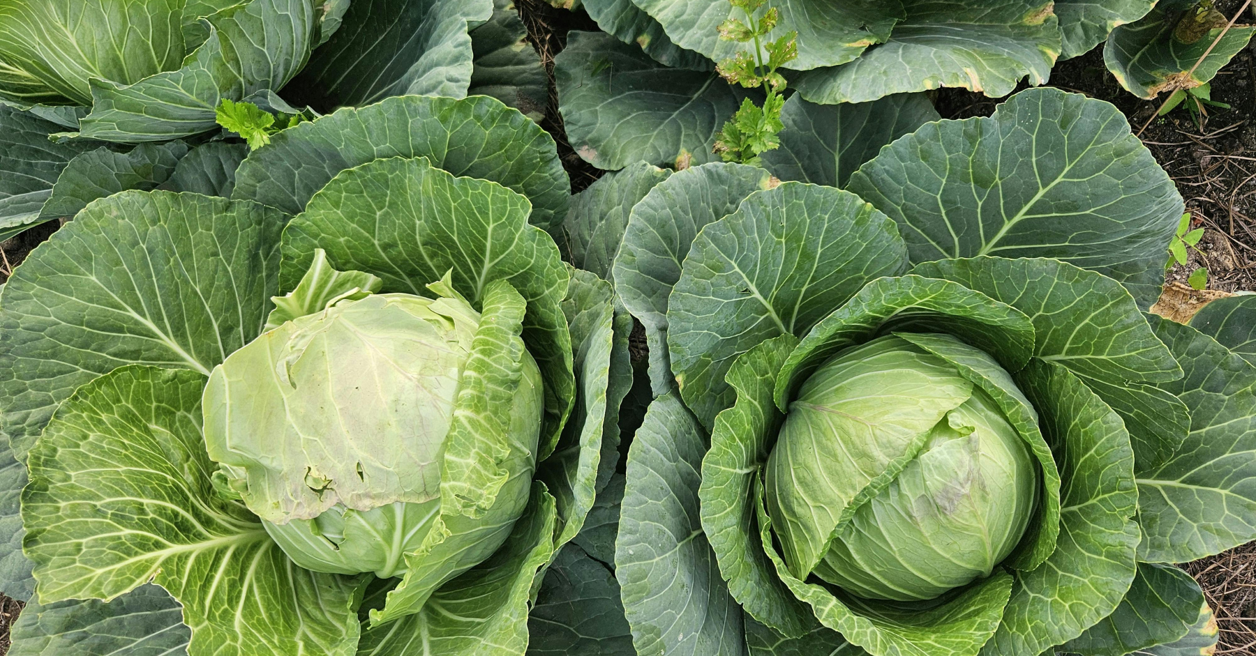Why Cabbage’s Moment Feels Familiar: What Kale’s Rise Can Teach Us About Food Trends