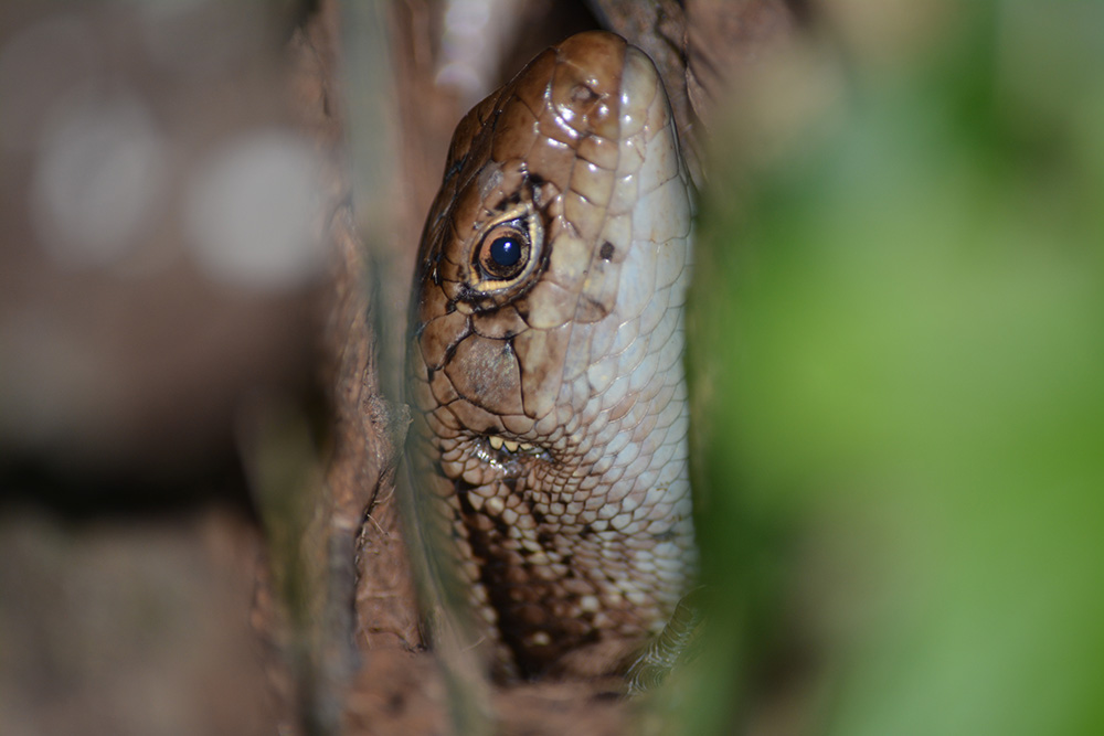Tryon's Skink  (Copy)