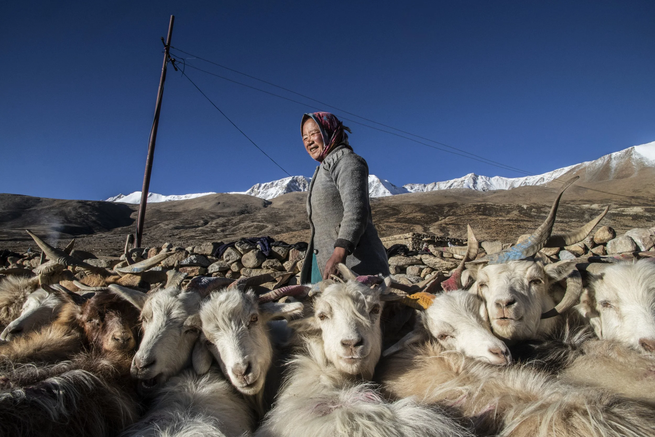 The latest victim of the climate crisis? Pashmina and the tribe that depends on it