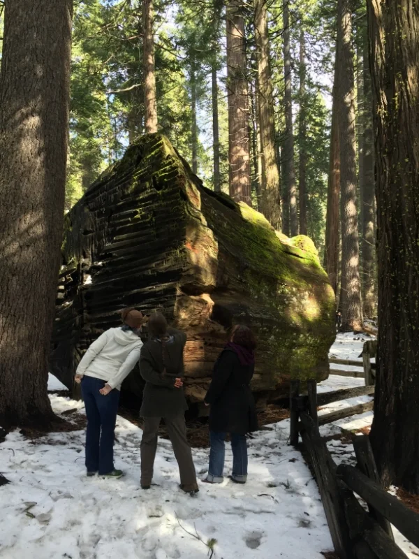 Gazing at the Fallen Tree