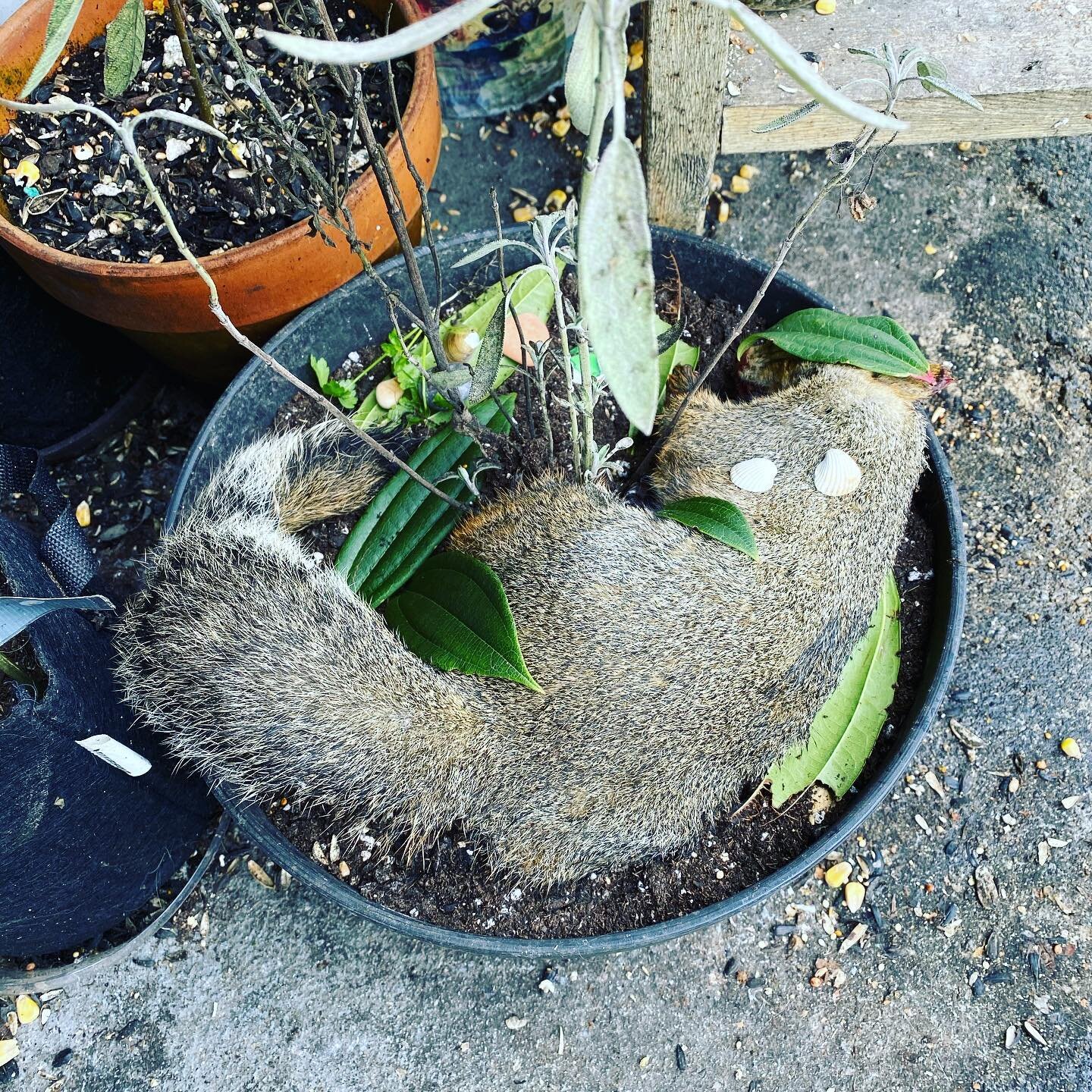 I found this friend on my way home from the grocery in the driveway to my complex. I don&rsquo;t know for certain if it&rsquo;s one of my usual visitors, but I cried for her all the same. I don&rsquo;t have anything deep enough to bury her properly, 