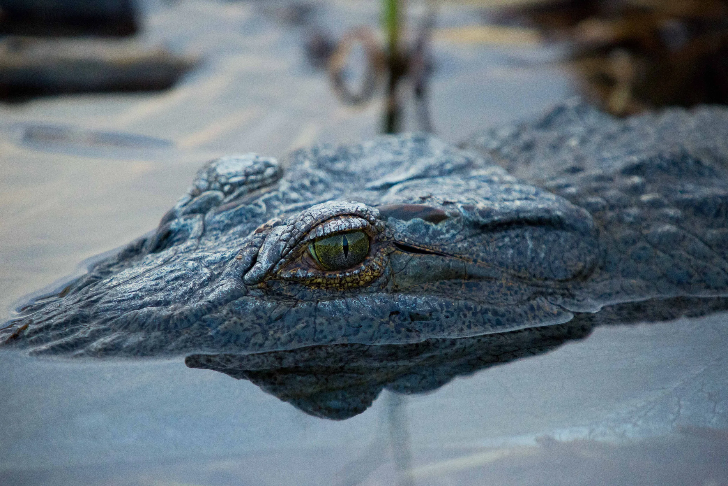 Gator.jpg