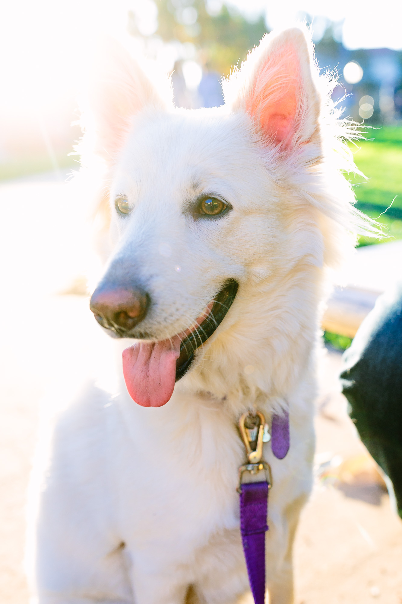 Becca_Mark_Balboa_Engagement_Session_091.jpg