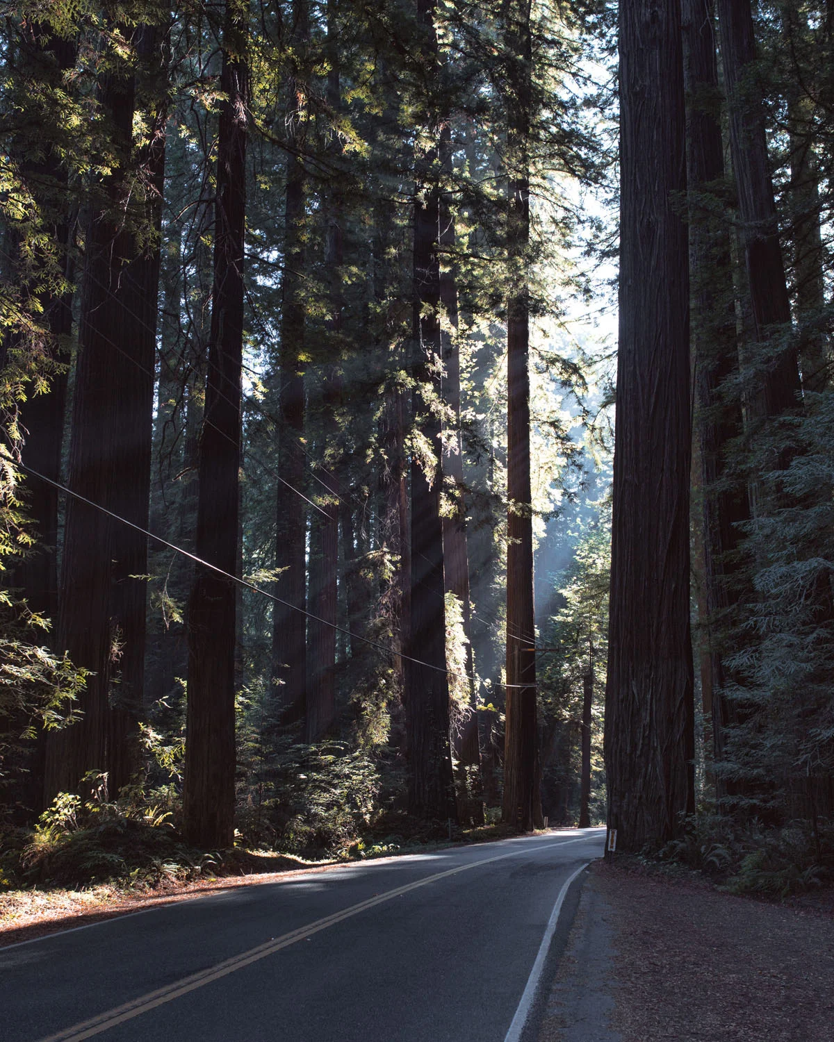07_Redwoods_Redcrest.jpg
