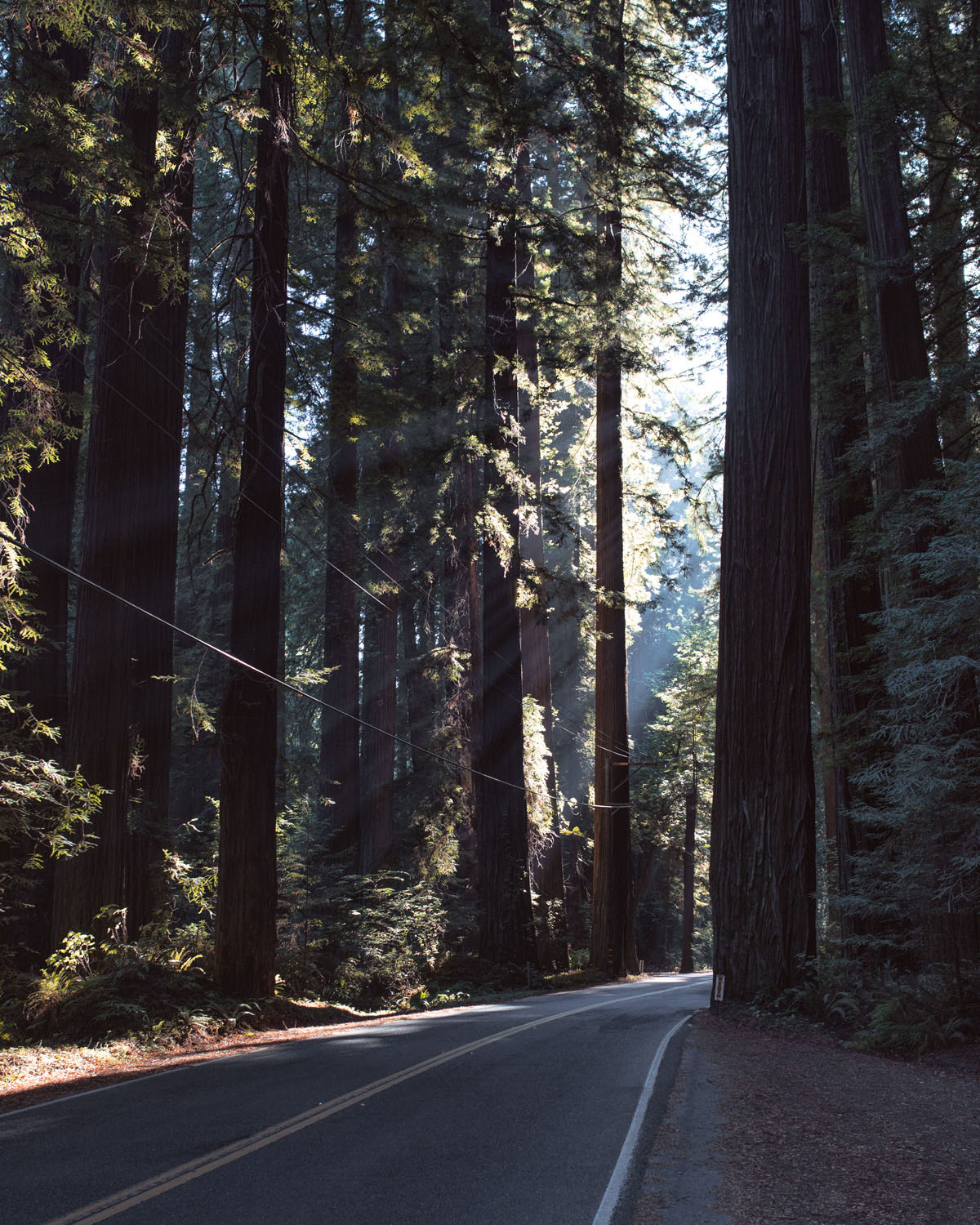 07_Redwoods_Redcrest.jpg