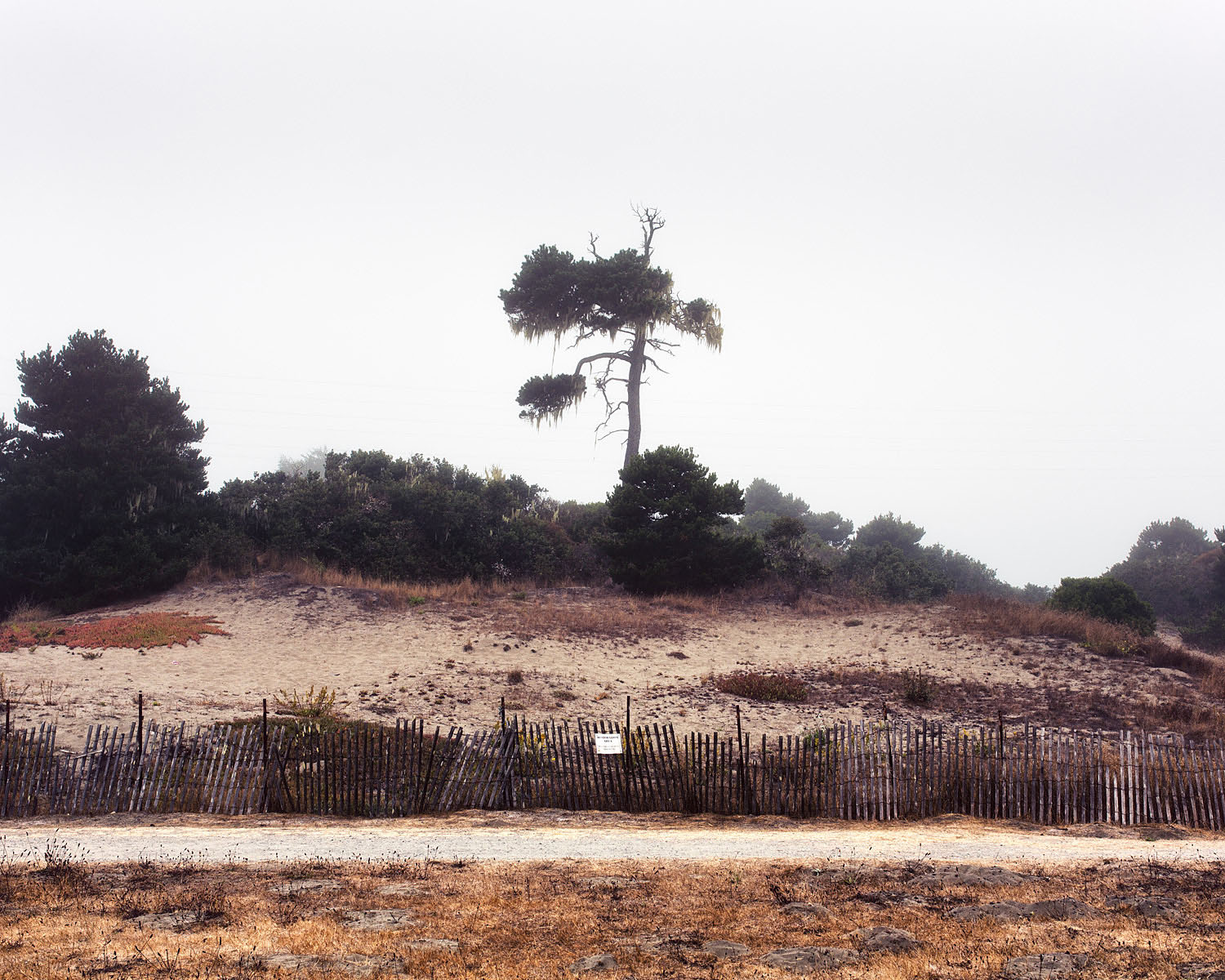 18_Tree_Eureka.jpg