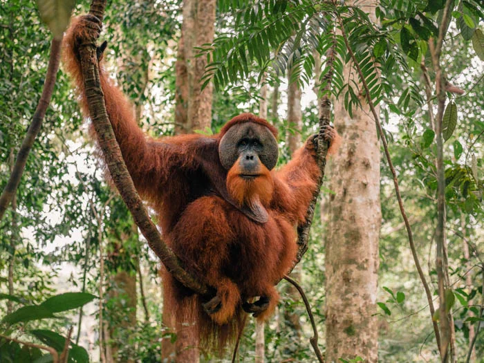 Orangutans in Bukit Lawang: Meeting The Real King Louie