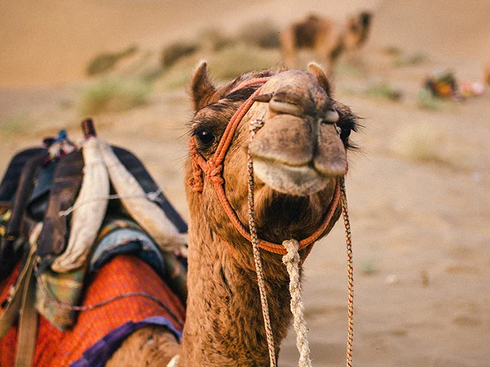 Backpacking India For Two Months: The Good, The Bad & The Ridiculous