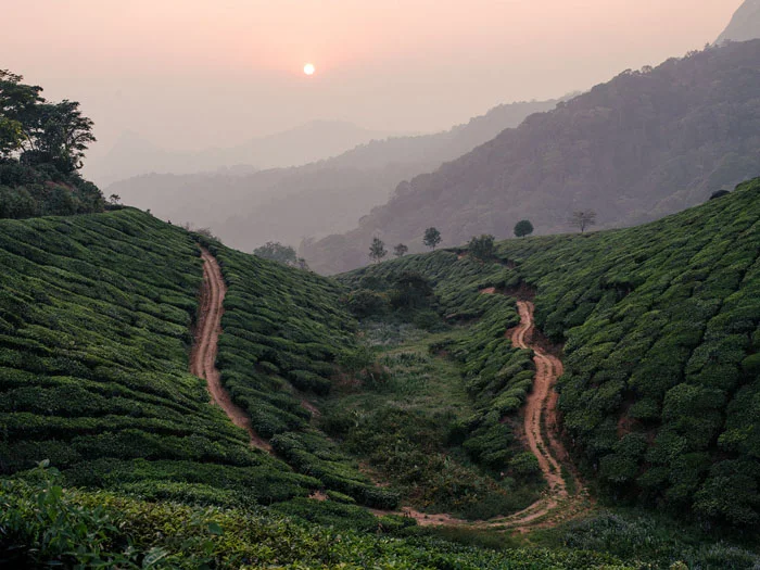 From The Tea Gardens of Munnar to Madurai