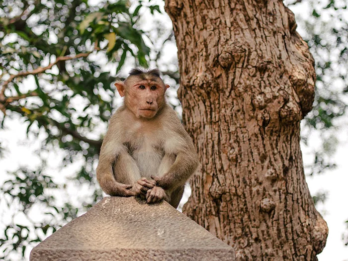 Evil Monkeys at Elephanta Caves