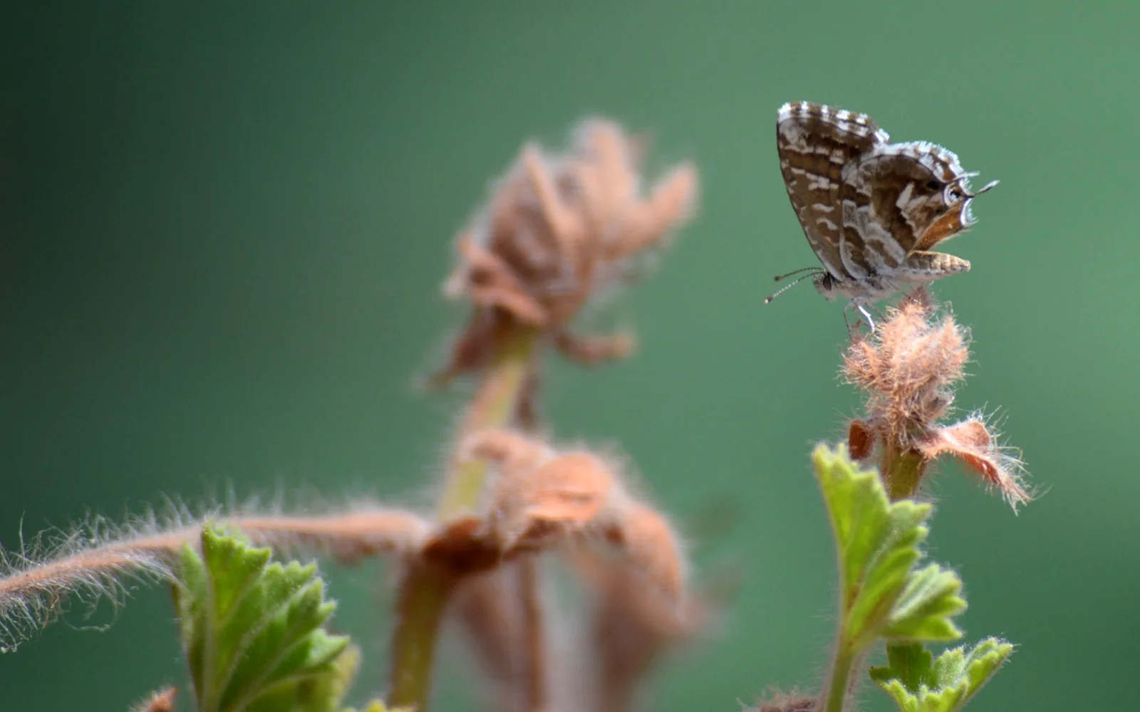 butterfly-691077.jpg