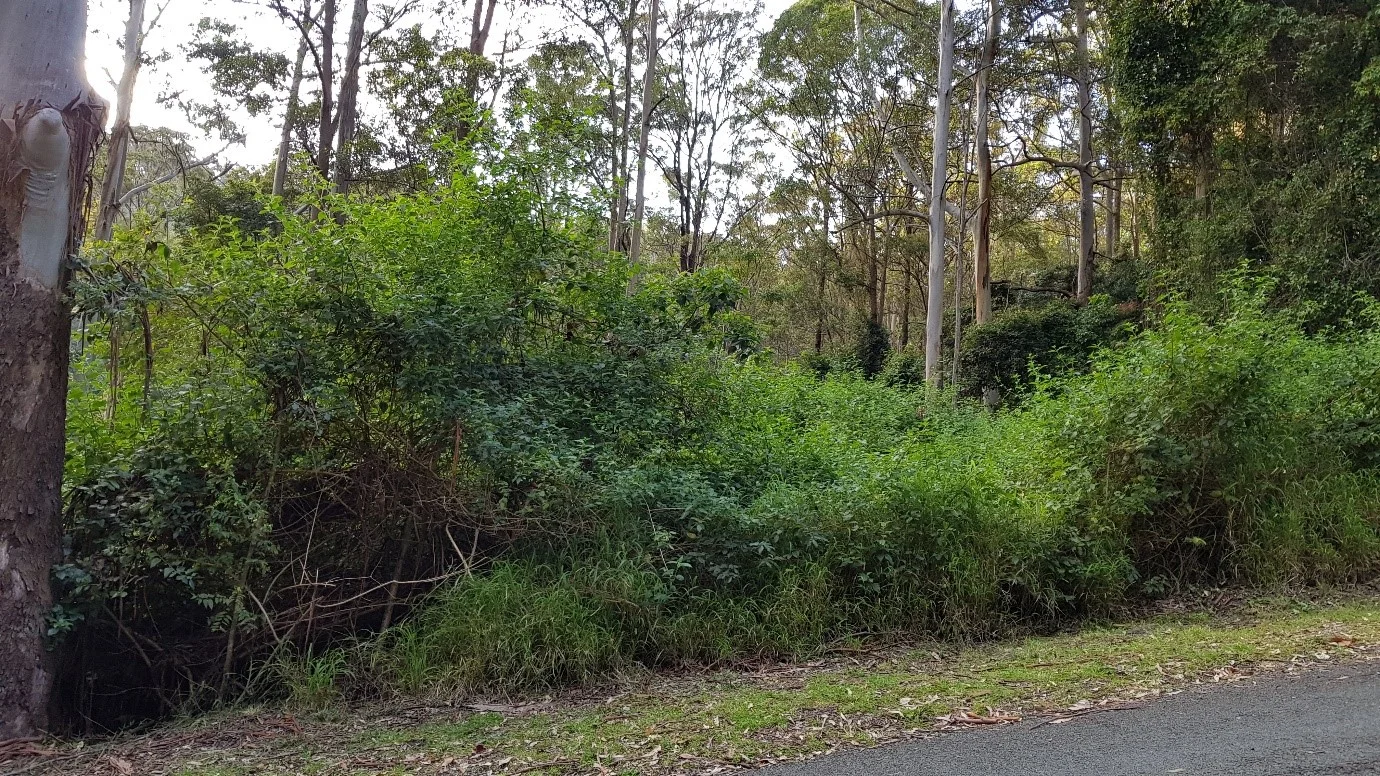 Photo 1. Lantana infestation