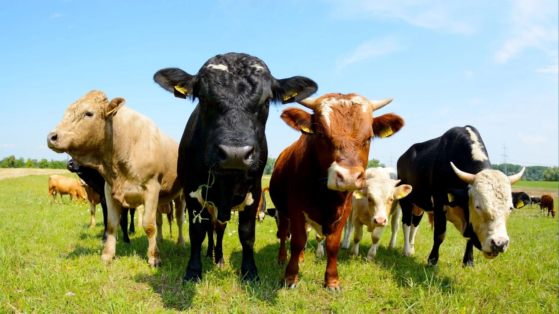 Sustainable Food: How to Fix the Animal Problem