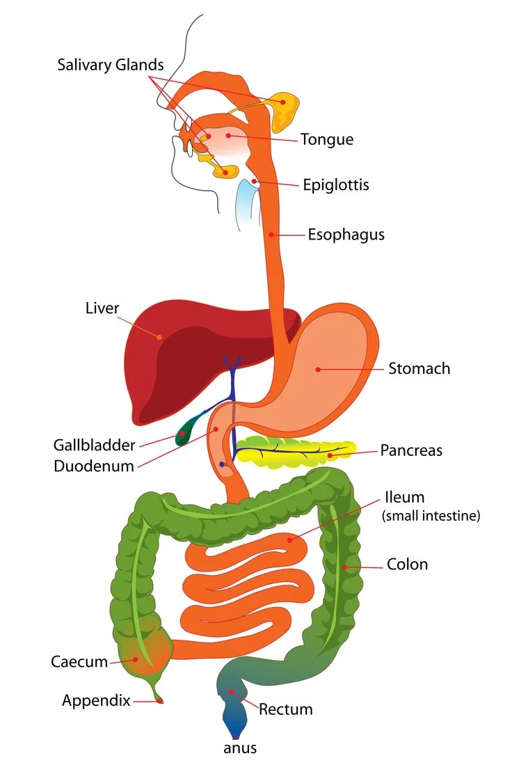 digestive system.jpg