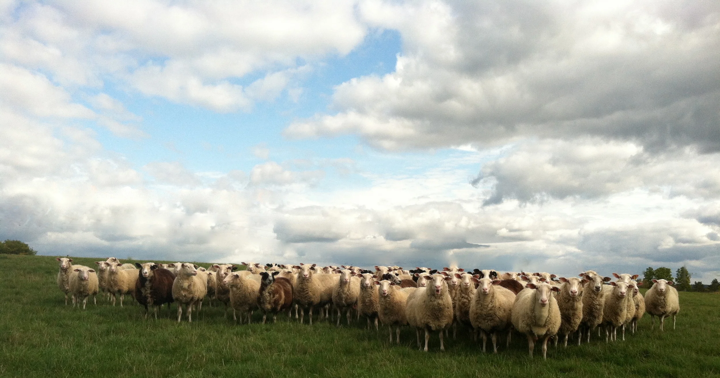 Community Supported Cheese JUNE: Meadowood Farms