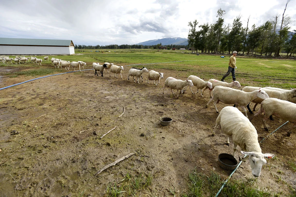 Community Supported Cheese August 2016: Little Harbinger (and burrata)