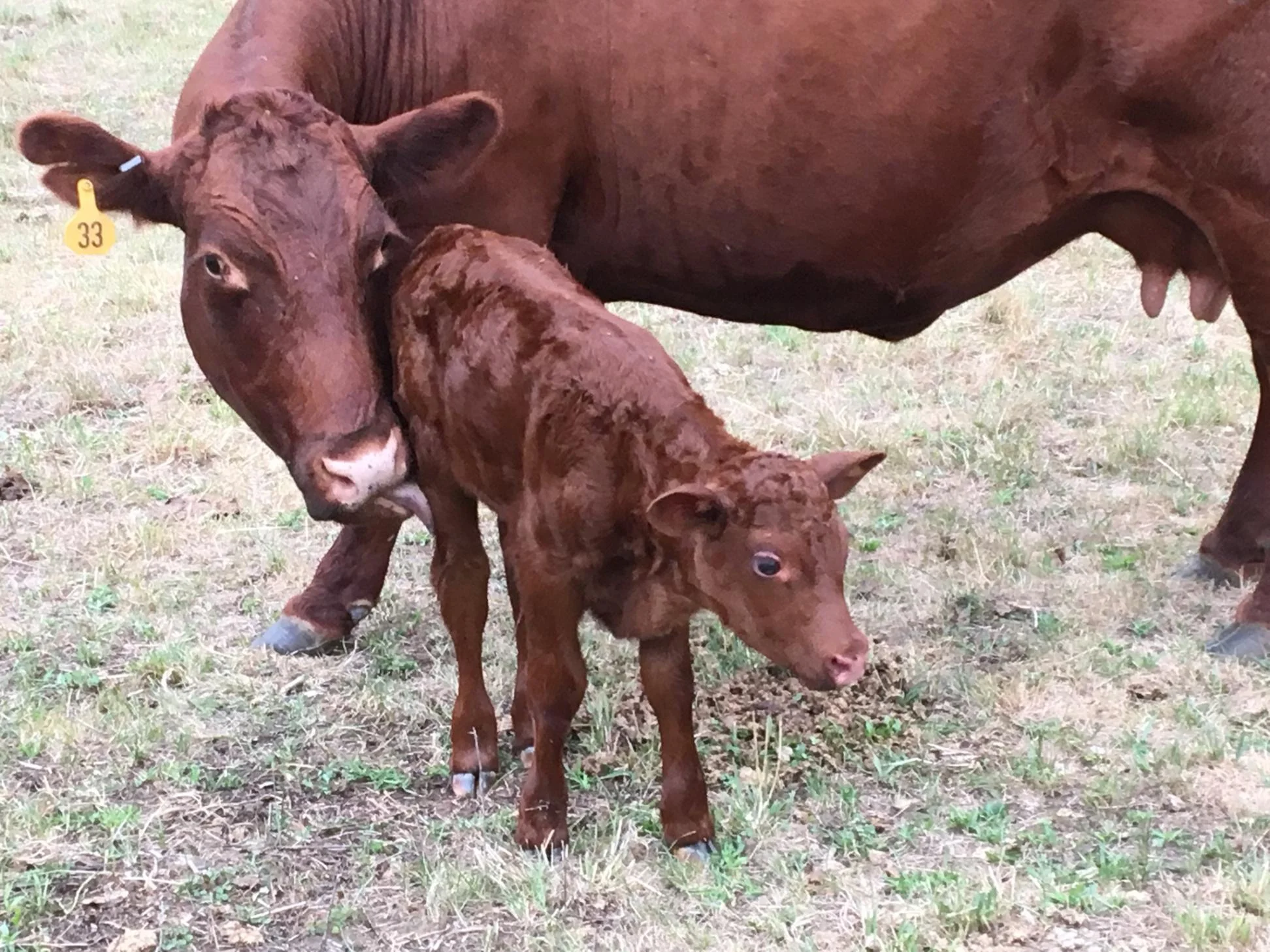 Devon momma with her 6 hour old heifer calf!!