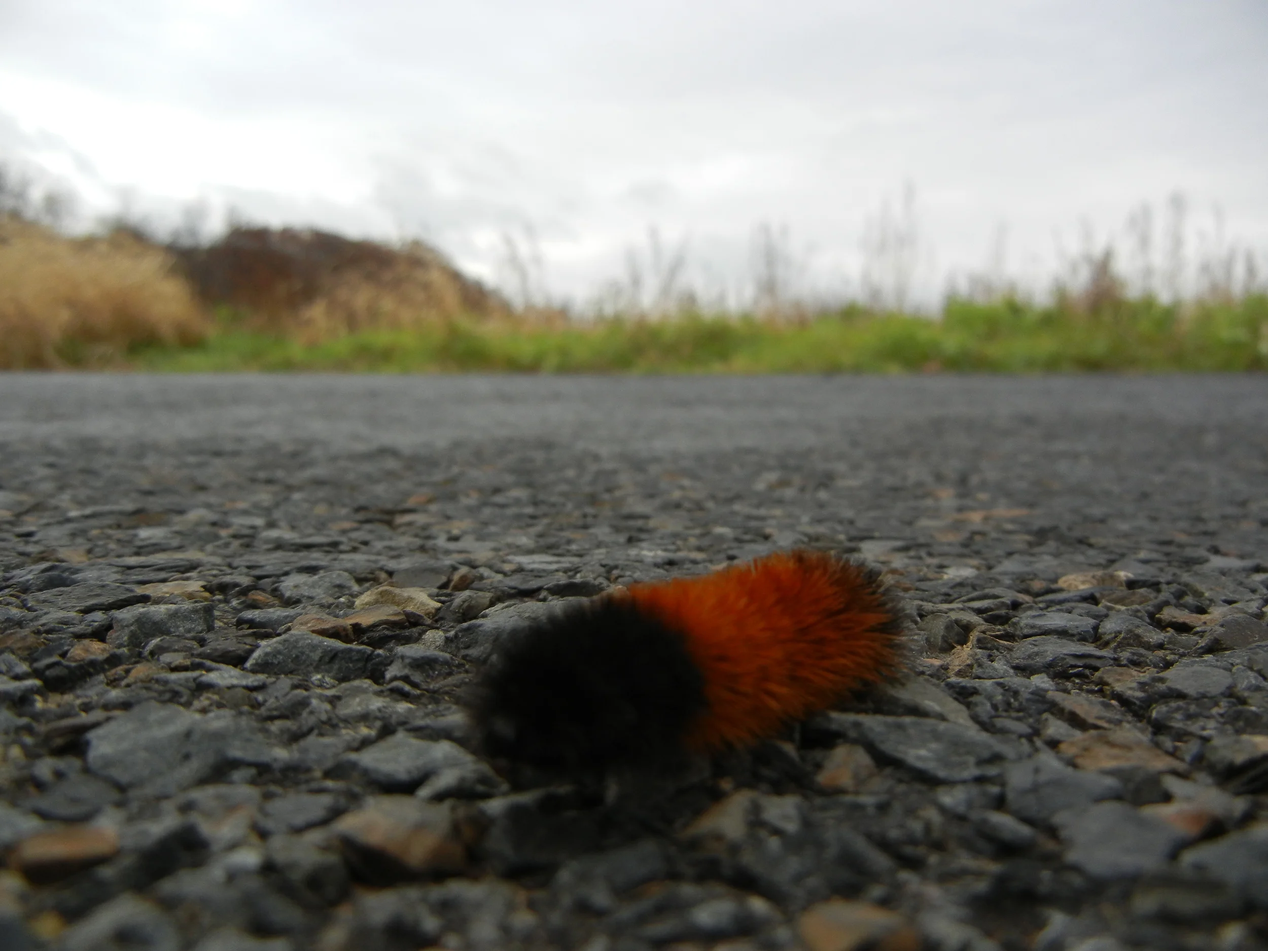 Rides We Like: Up on Chestnut Ridge Road