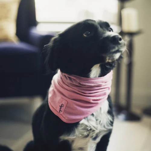 Photo from mattsbikeblog.co.uk, though it looks like Kona, the resident dog at the creakybottombracket household.