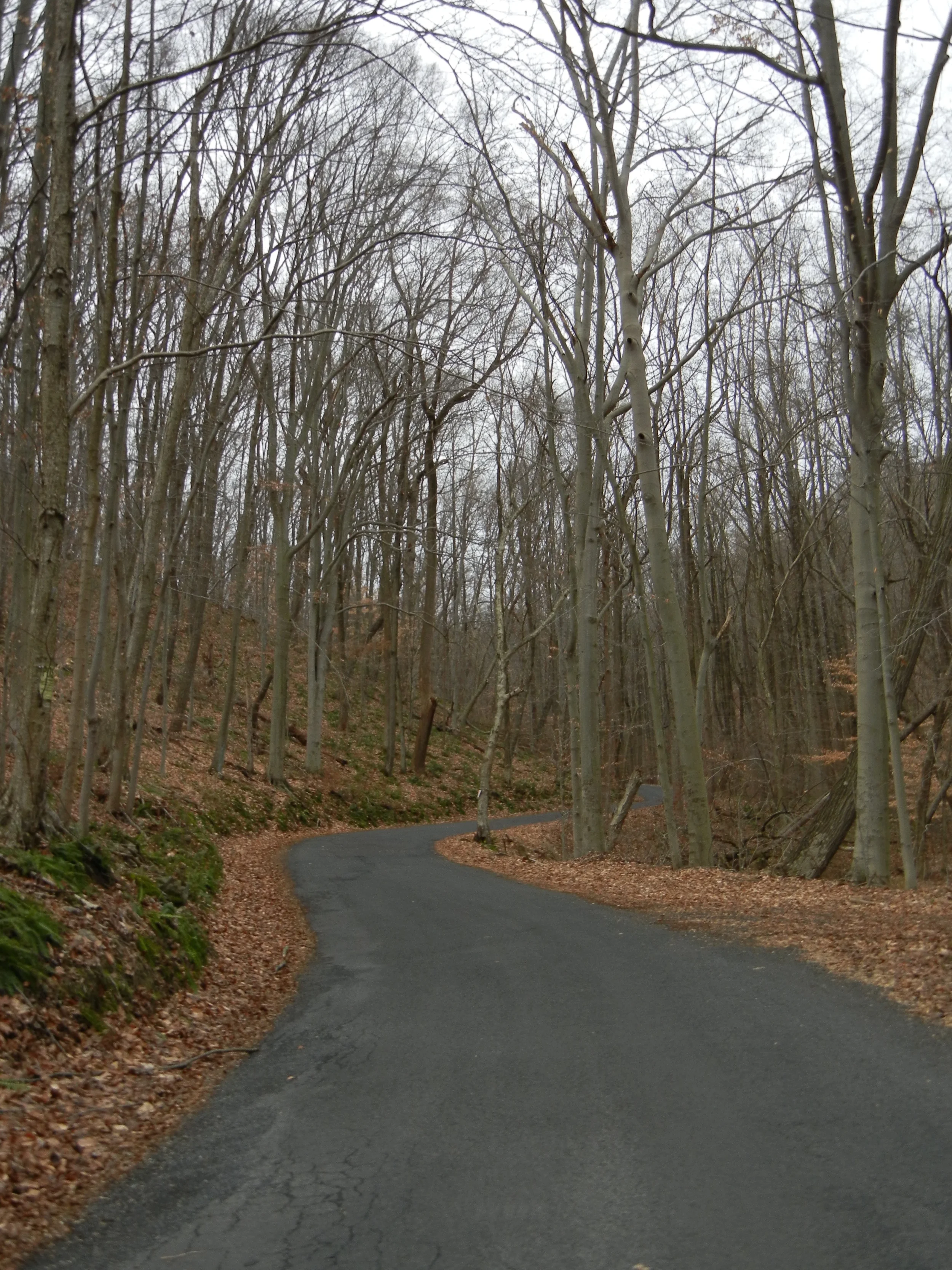 The lower winding slopes of Dogwood Lane. The ferns are drooping on the left side.