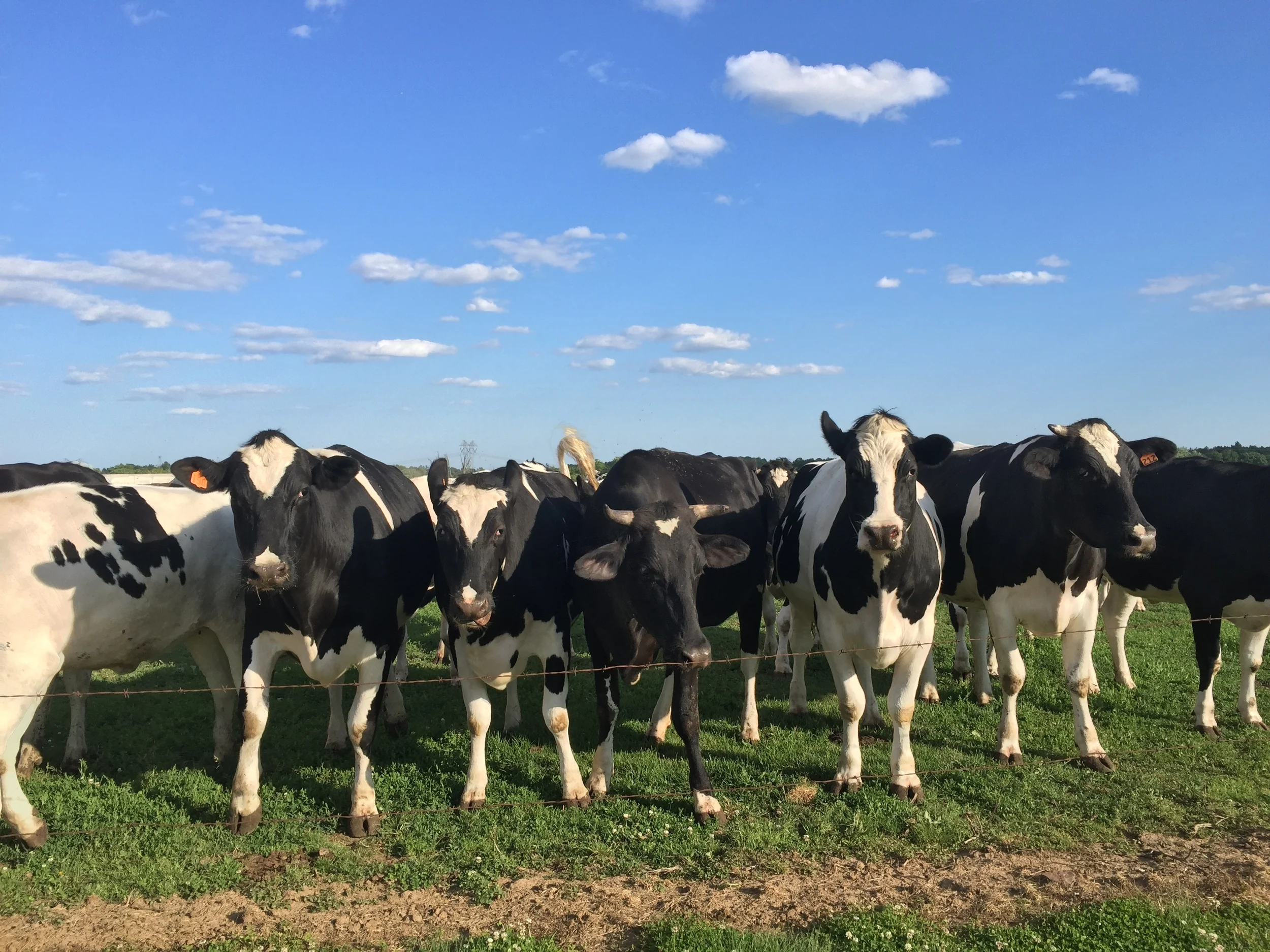 Rides We Like: Through Blooming Glen