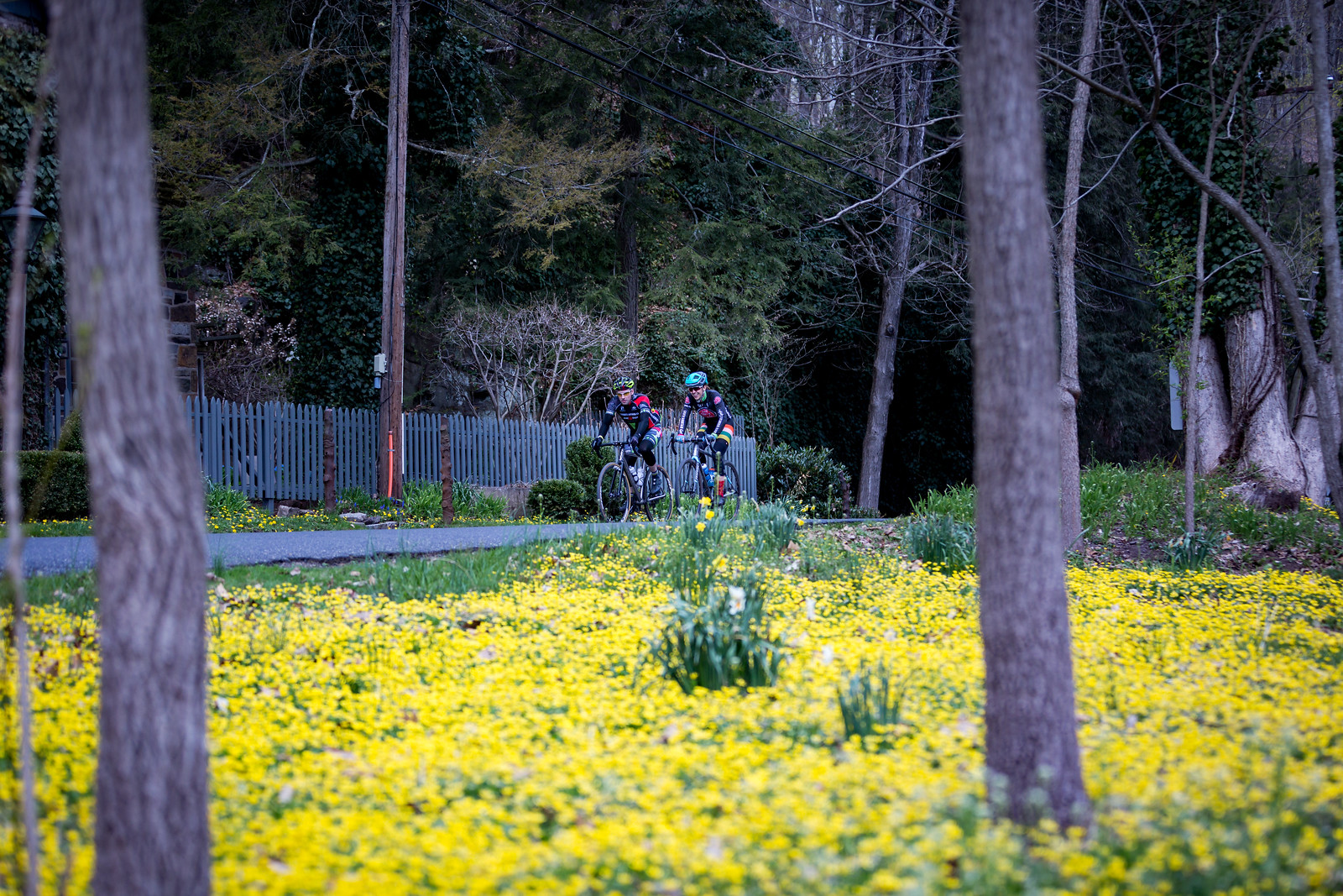 The highly enjoyable Fleecydale Road is featured in the final miles of the Fools Classic route. With the wildflowers in full bloom, it featured a beautiful scene, well captured by Mike Maney.