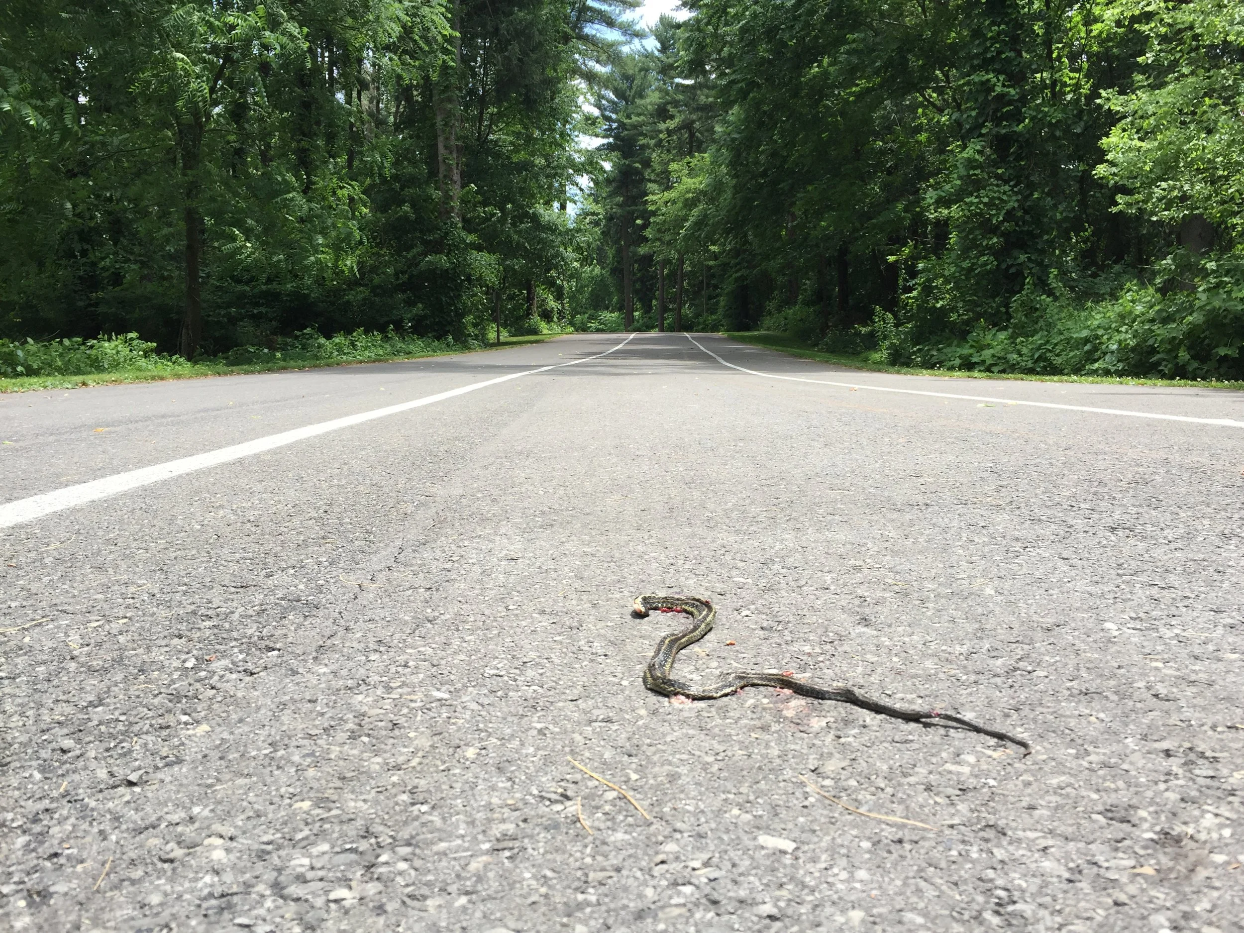 Events: South Mountain Cycle & Café Criterium