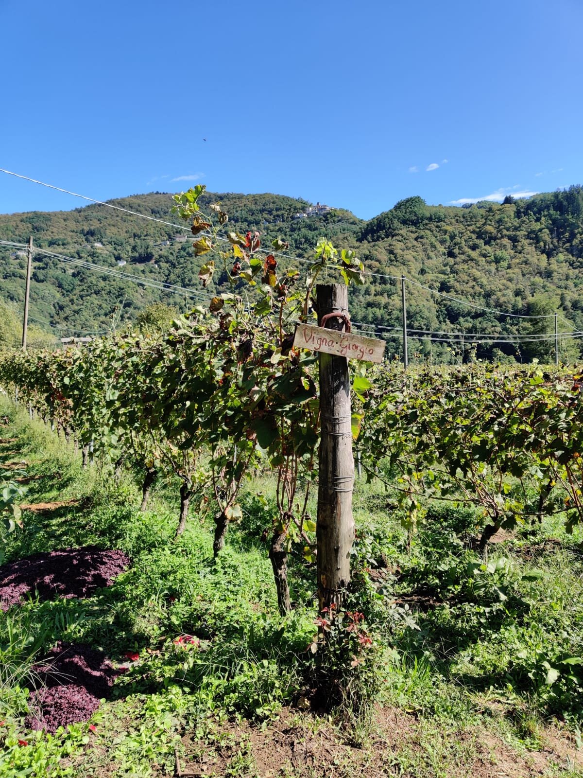 Organic vineyard Tuscany