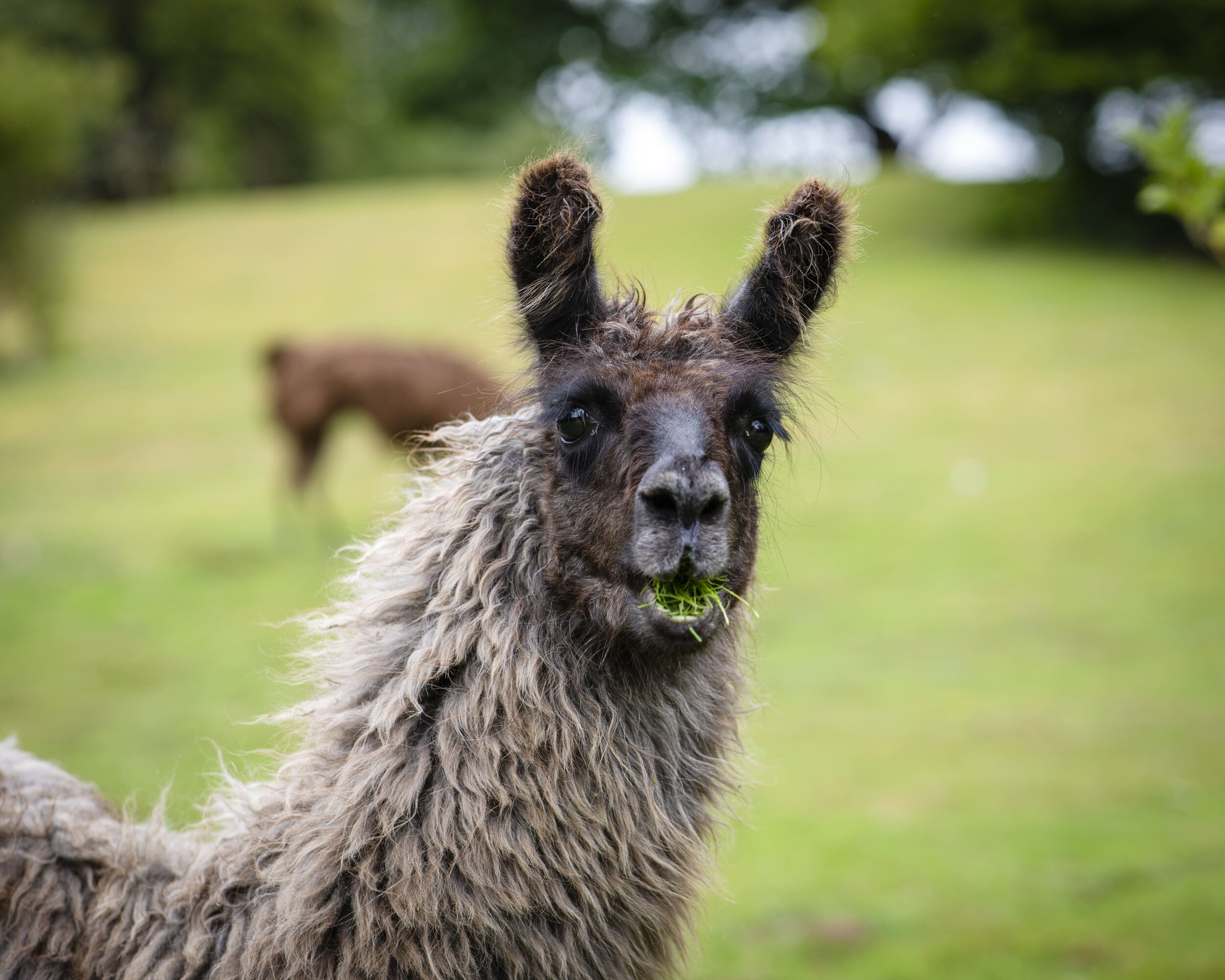 Llamas at Merry Harriers