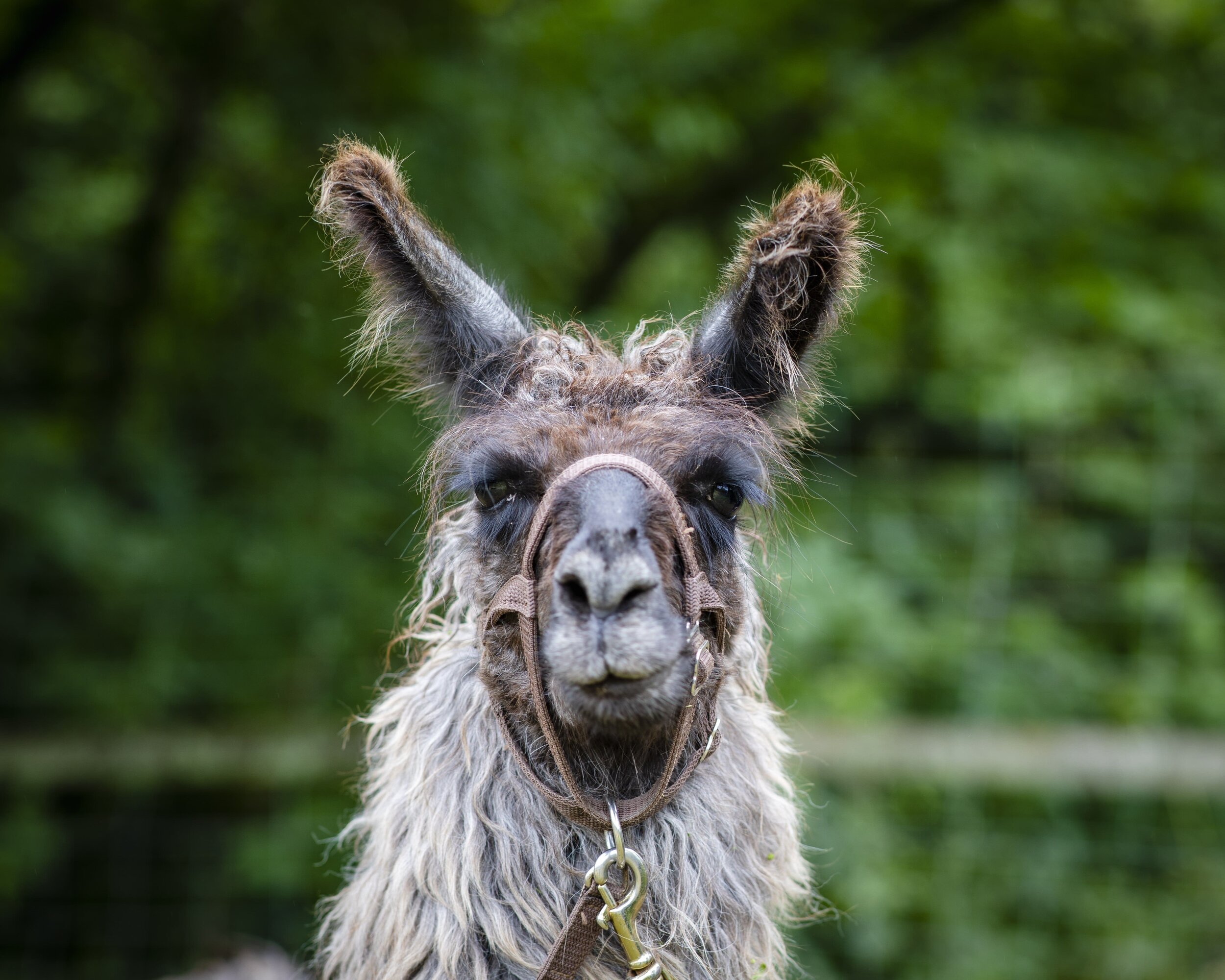 llama trekking at Merry Harriers