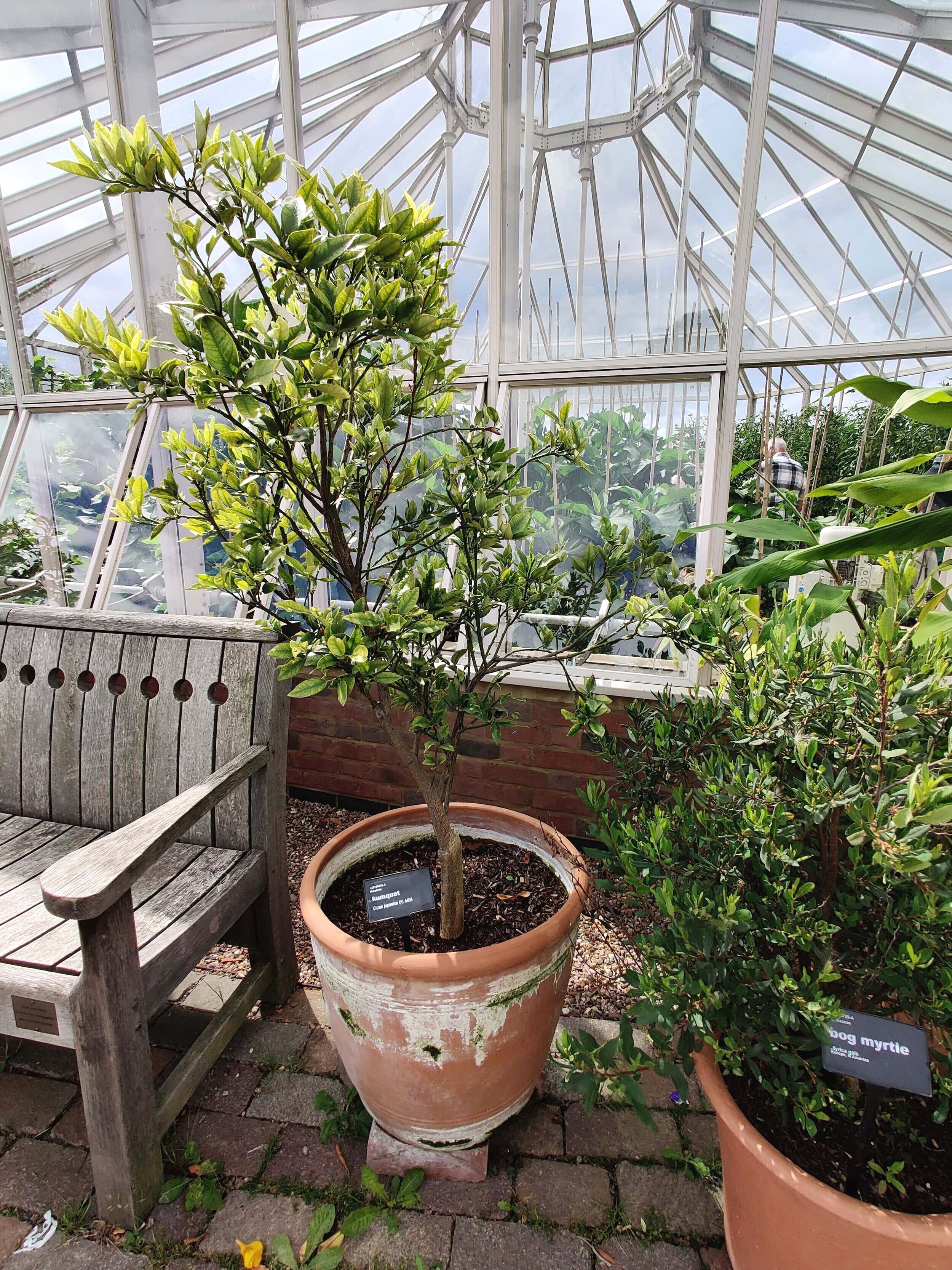 RHS Hyde Hall Flower Show