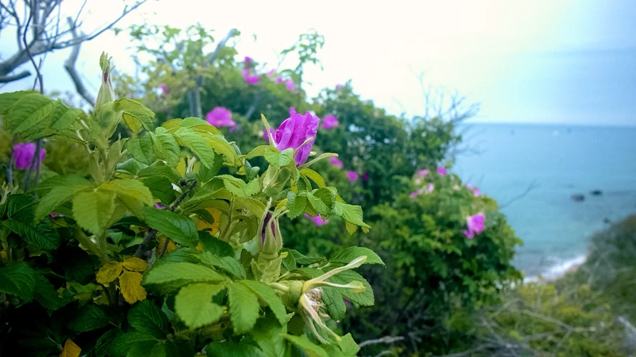 PlantPop NYC: Block Island