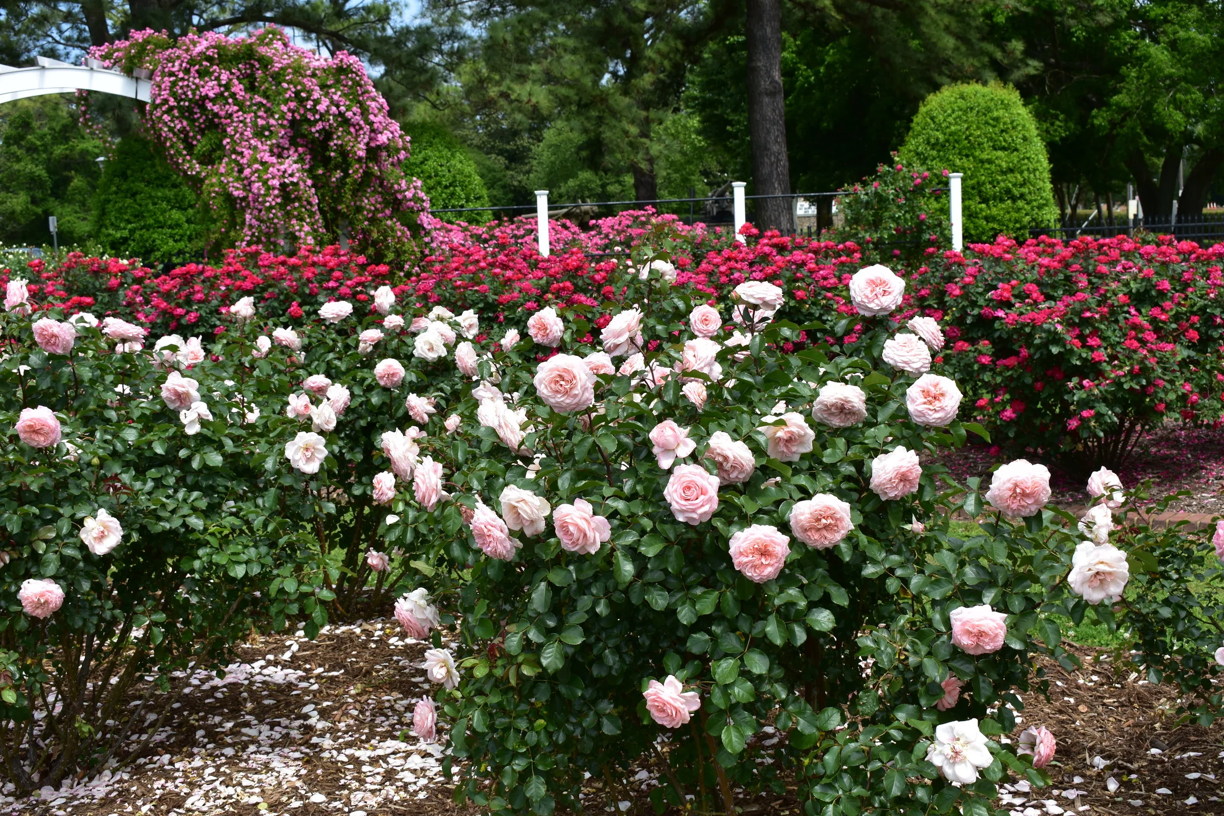 Huntington Park Rose Garden