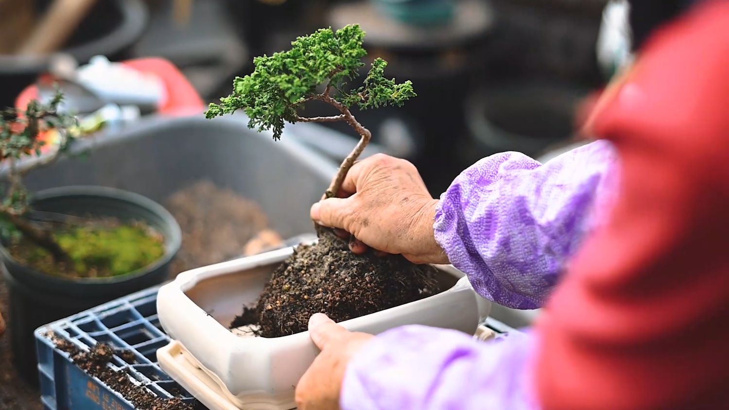Park's Bonsai  PlantPop