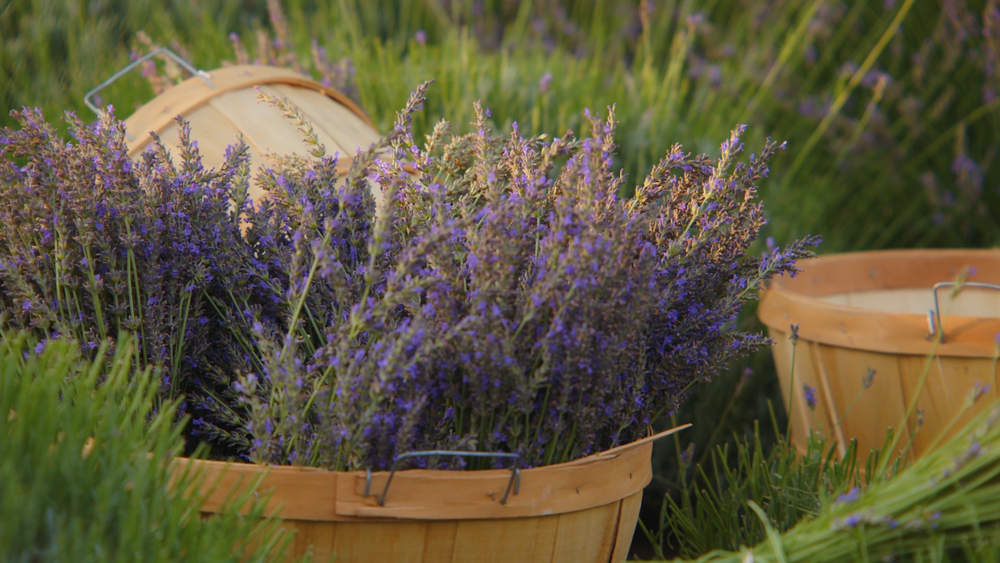 Life Under the Oaks Lavender Farm  PlantPop