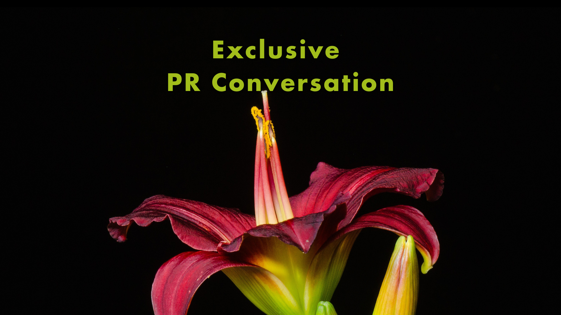 Daylily Exclusive PR Conversation