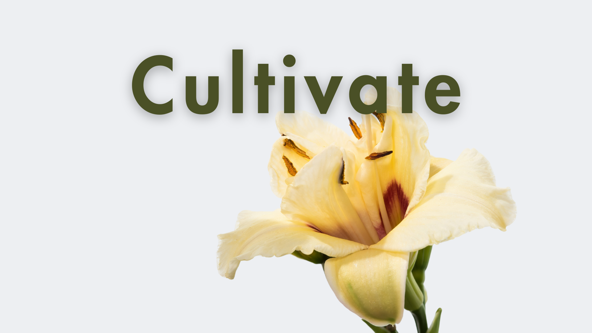 Daylily Film at Cultivate