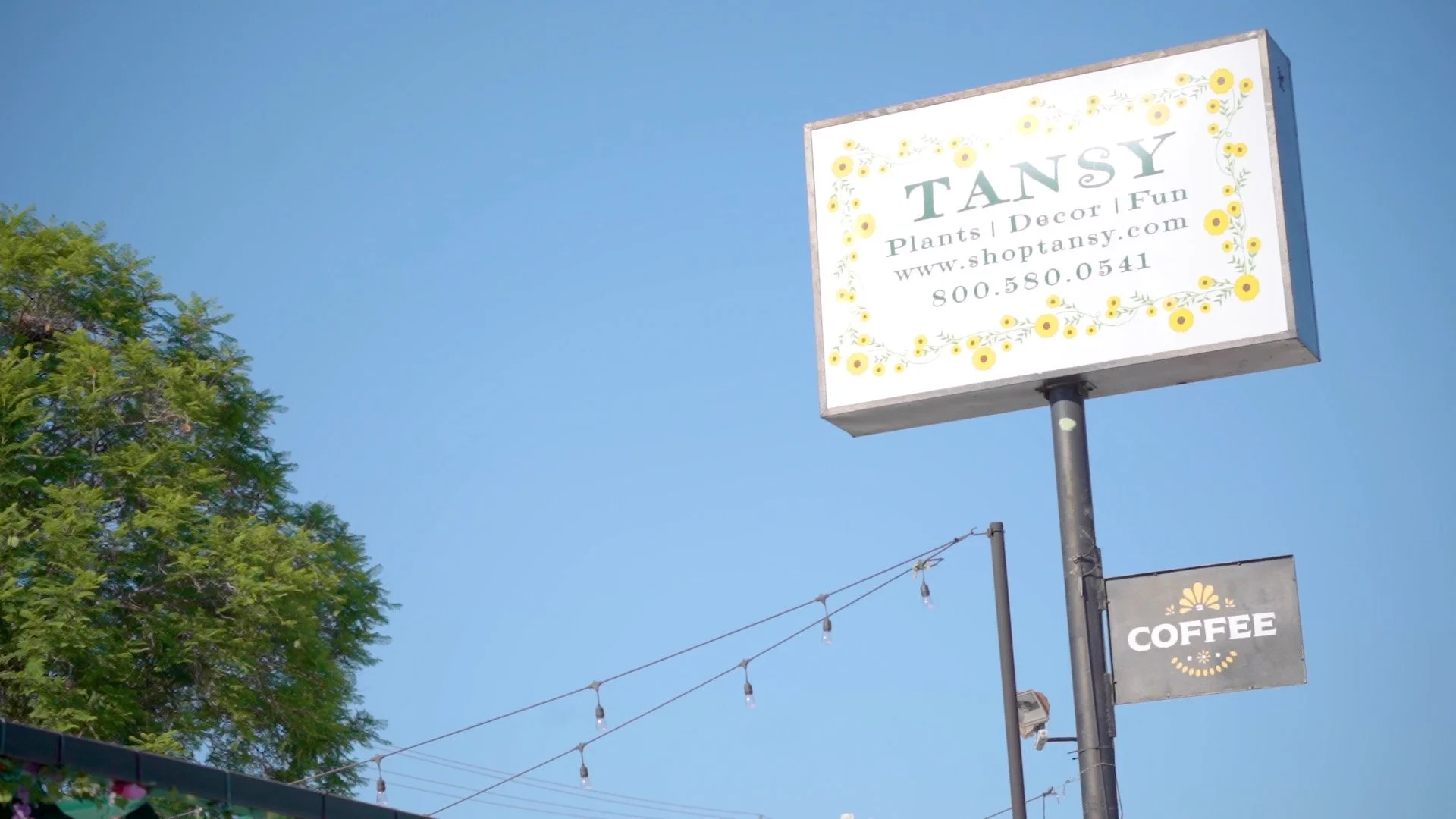 Tansy: Plants & Decor