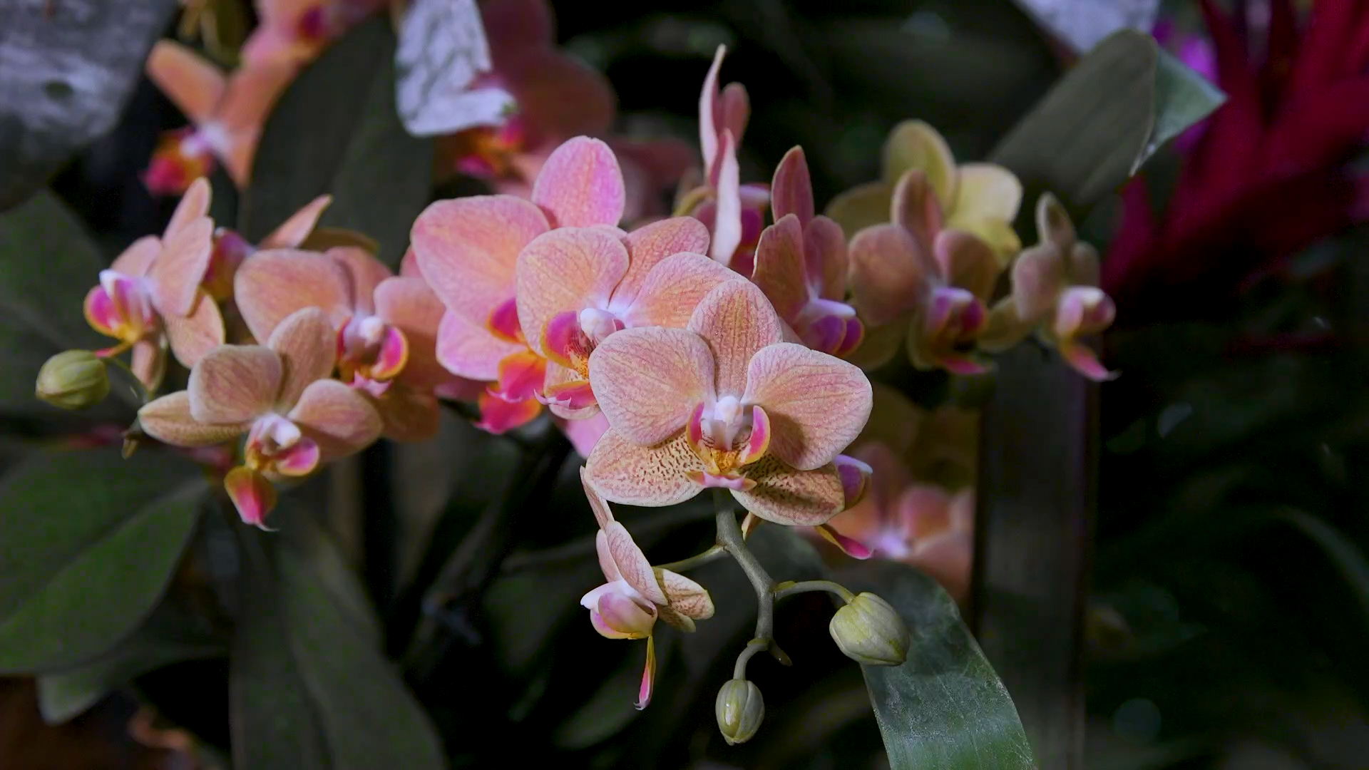 FIELDTRIP: Le Jardin des Serres d'Auteuil, Orchid Exhibit