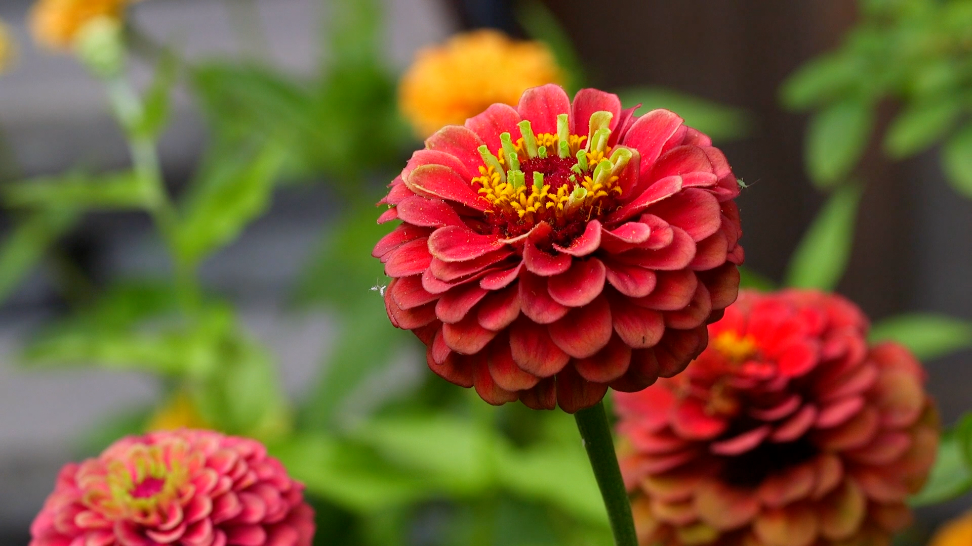 Elizabeth Licata: Professional Writer